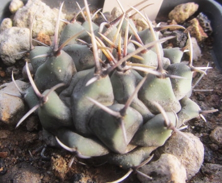 Thelocactus <br>rinconensis phymatothelos