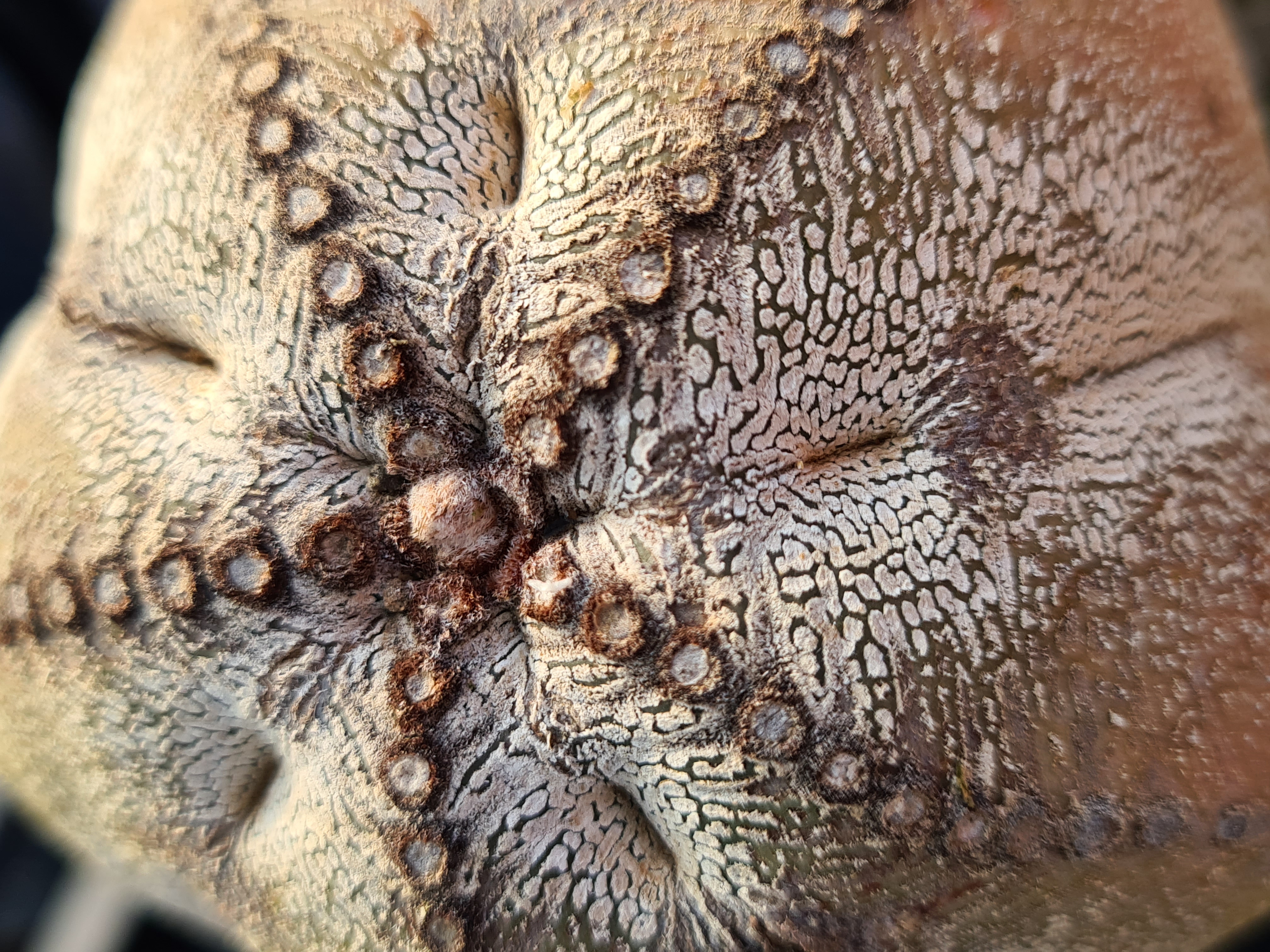 Astrophytum <br>myriostigma cv onzuka