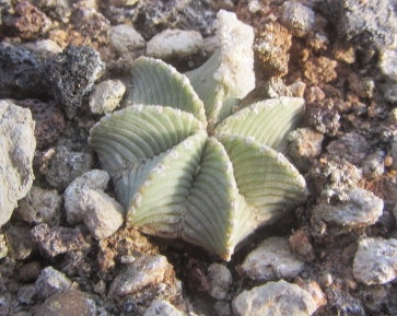 Aztekium <br>hintoni