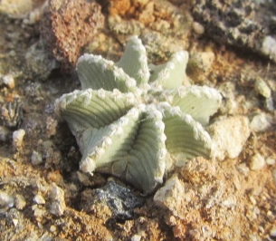 Aztekium hintoni