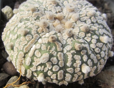Astrophytum <br>asterias kabuto