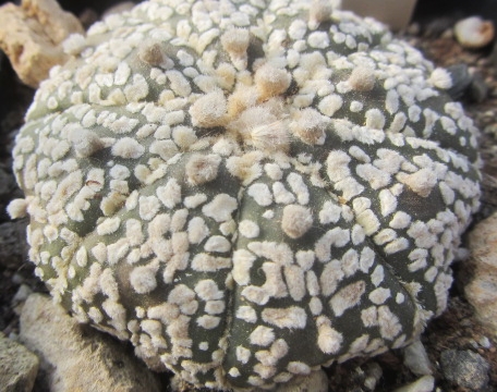 Astrophytum <br>asterias kabuto