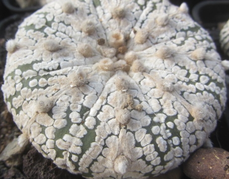 Astrophytum <br>asterias kabuto