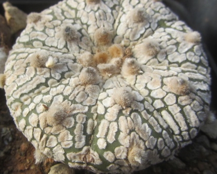 Astrophytum <br>asterias kabuto