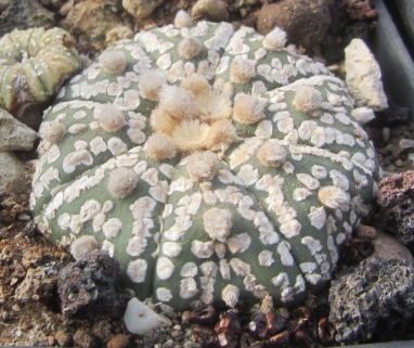 Astrophytum <br>asterias kabuto