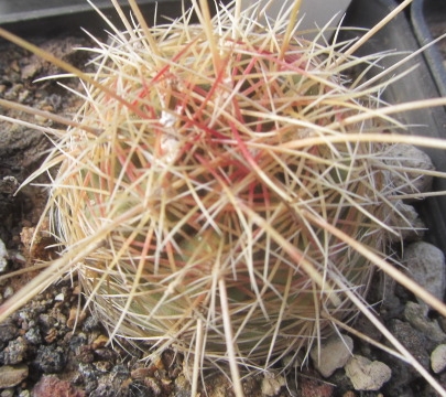 Thelocactus <br>bicolor