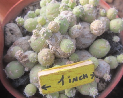 Tephrocactus <br>minor