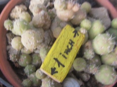 Tephrocactus <br>minor