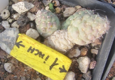 Tephrocactus <br>mandragora