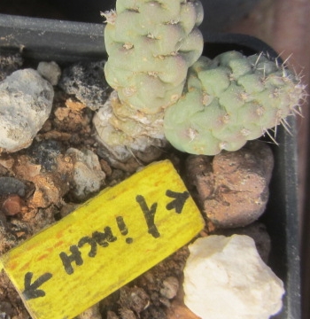 Tephrocactus <br>mandragora