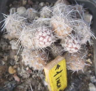 Tephrocactus <br>sp