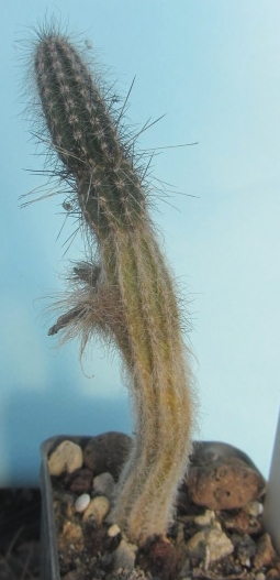 Wilcoxia schmollii