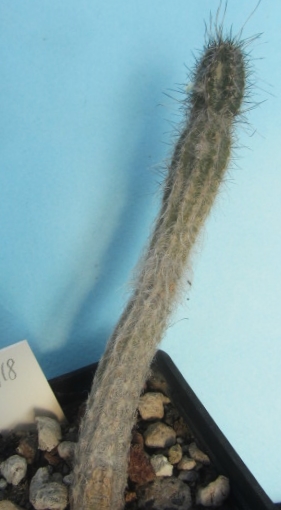 Wilcoxia schmollii 
