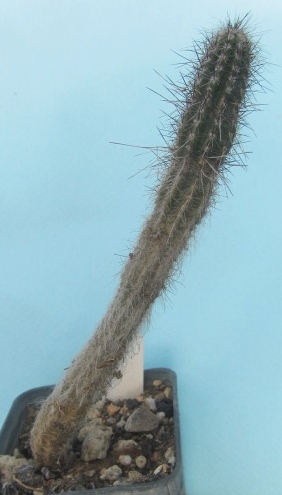 Wilcoxia schmollii 