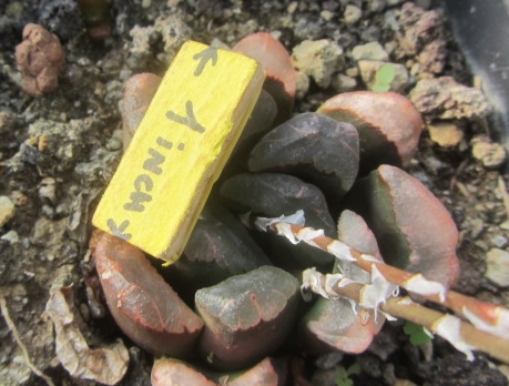 Haworthia hybrid  truncata