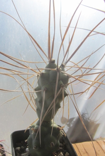 Tephrocactus aoracanthus paediophilus