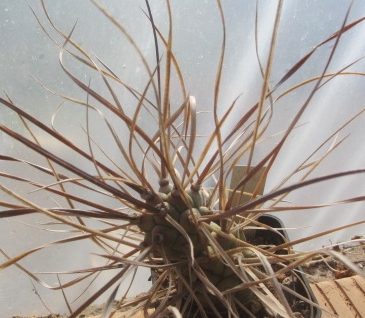 Tephrocactus <br>aoracanthus paediophilus