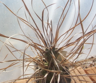 Tephrocactus aoracanthus paediophilus