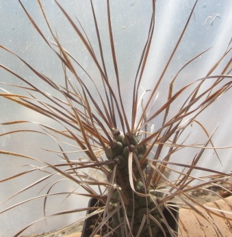 Tephrocactus aoracanthus paediophilus