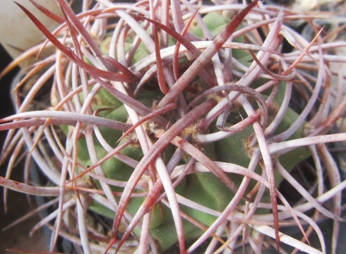 Denmoza <br>rhodacantha
