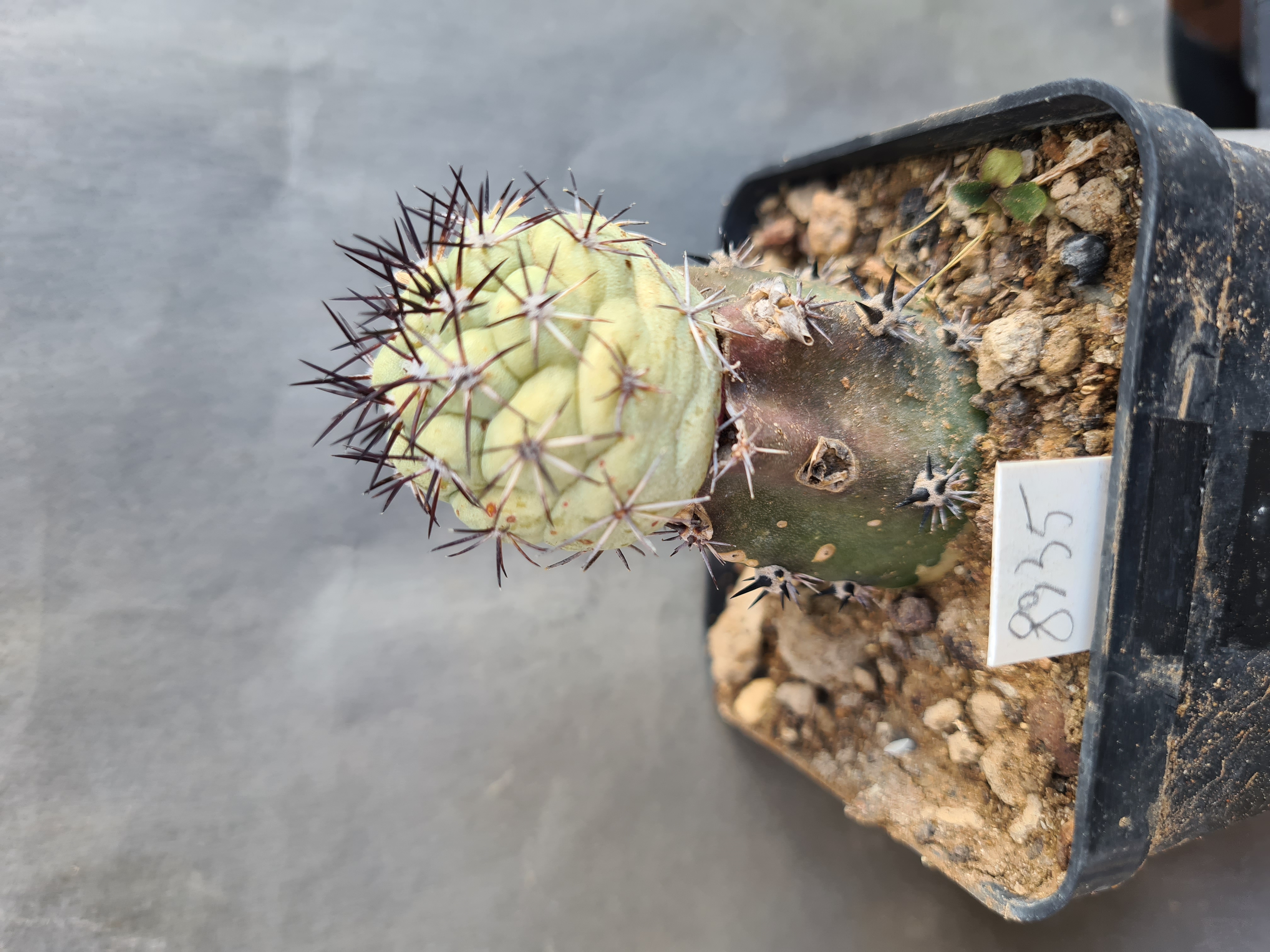 Ortegocactus  <br>macdougallii