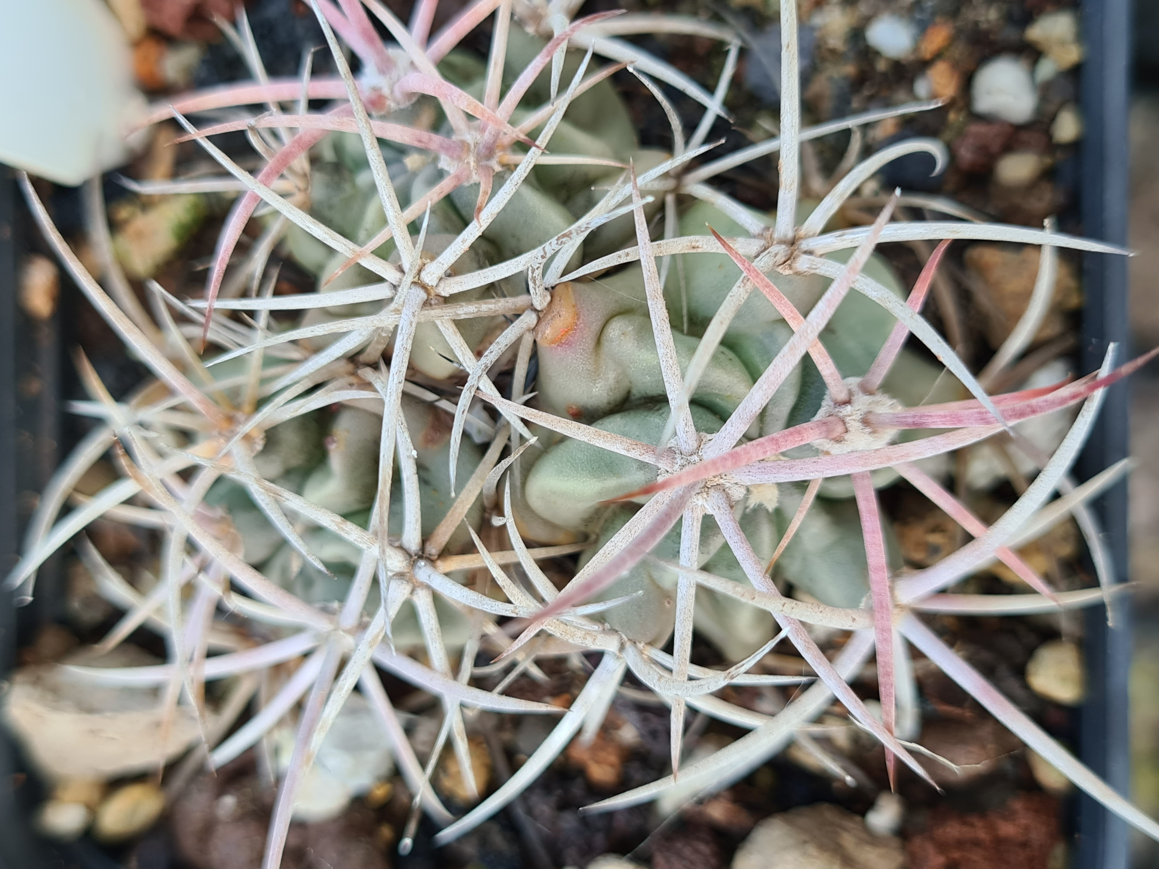 Echinocactus <br>polycephalus