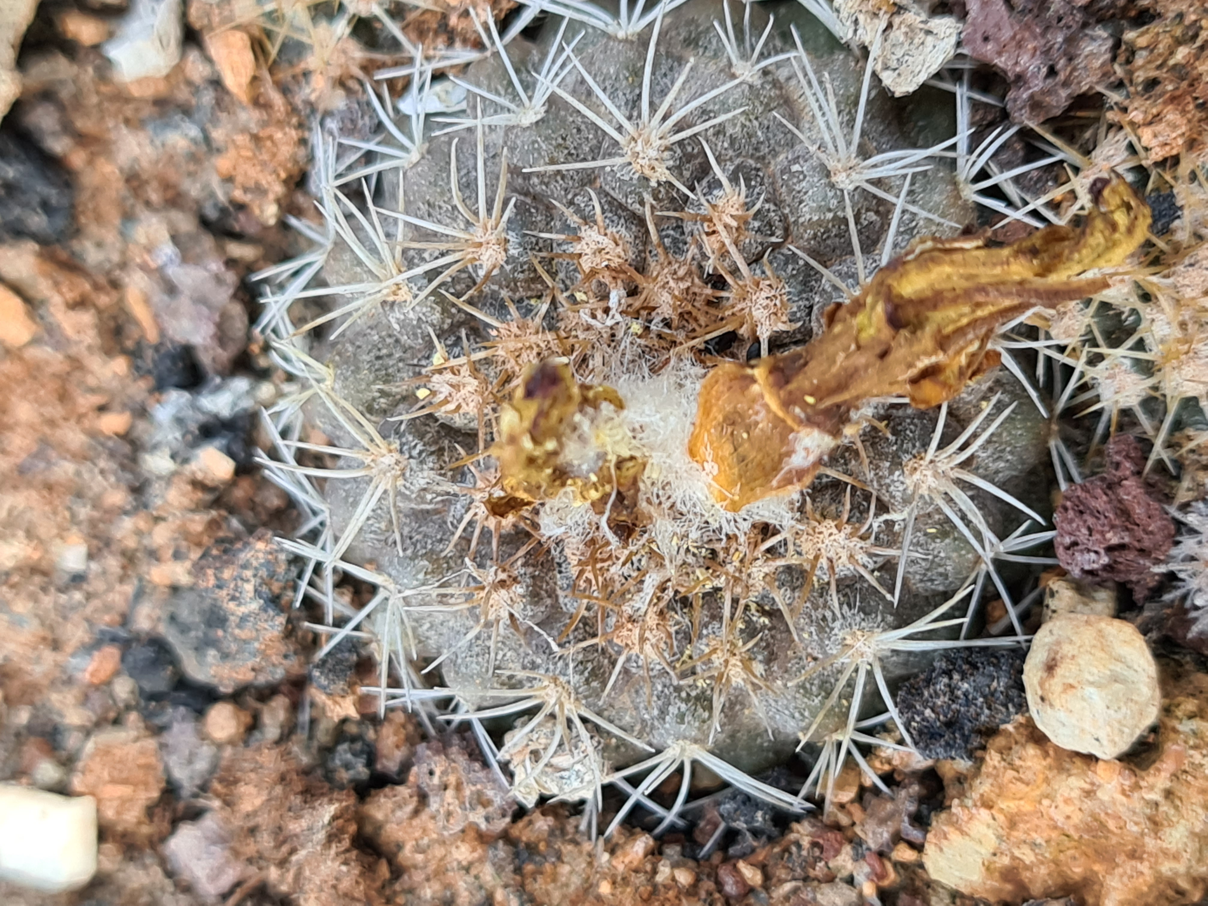 Copiapoa <br>cv laui  