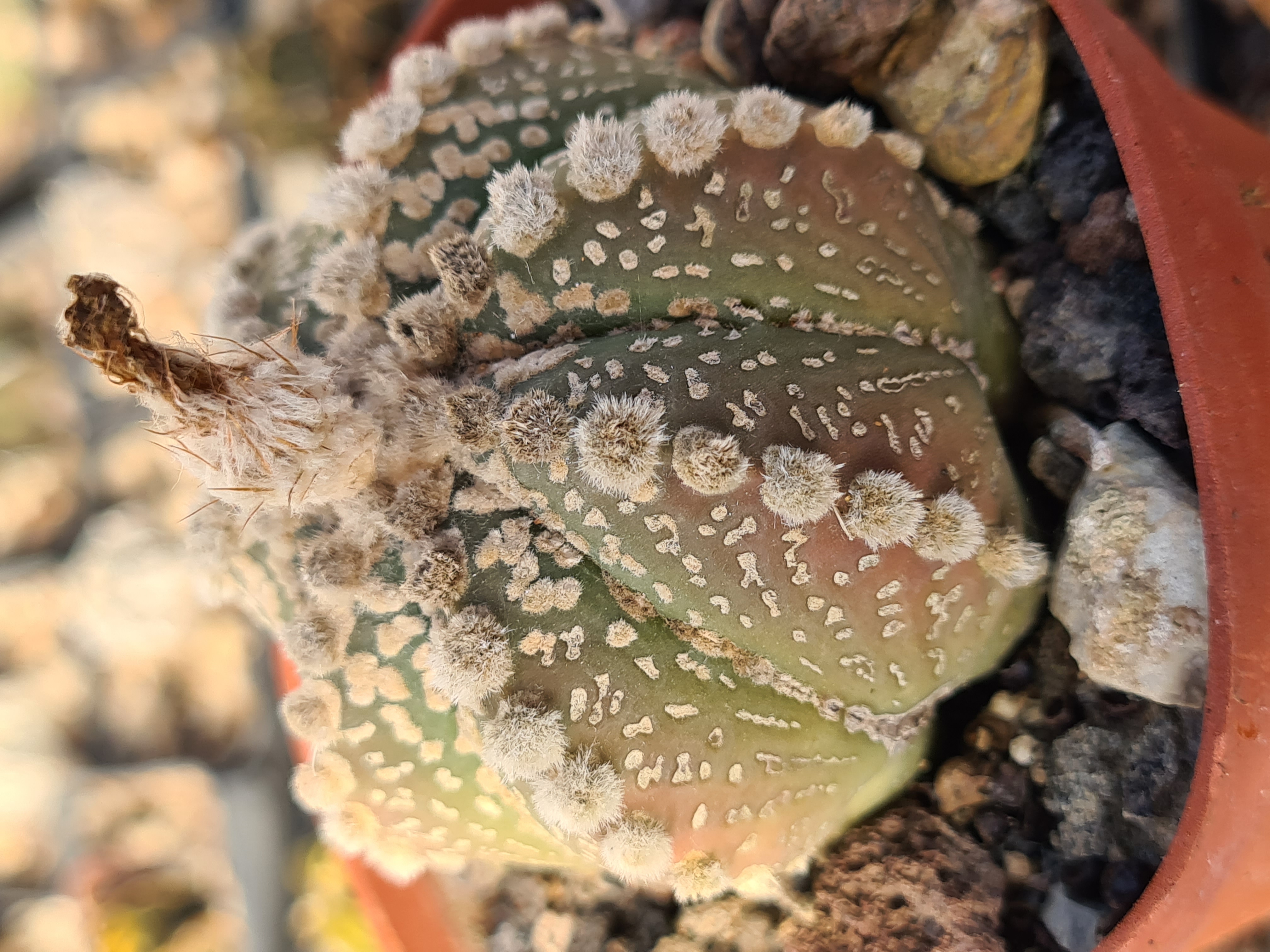 Astrophytum <br>kabuto x f2 capas