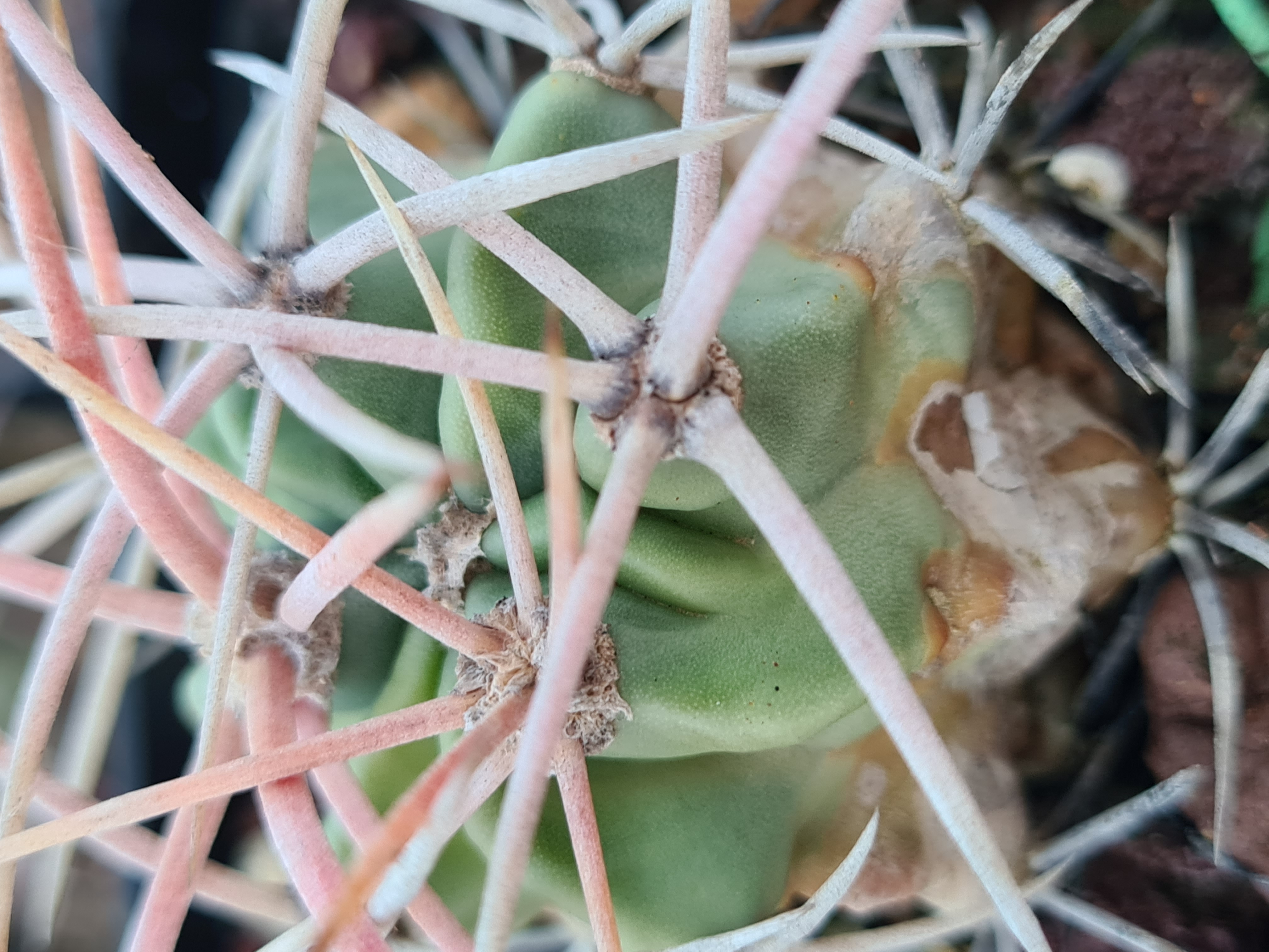 Echinocactus <br>polycephalus
