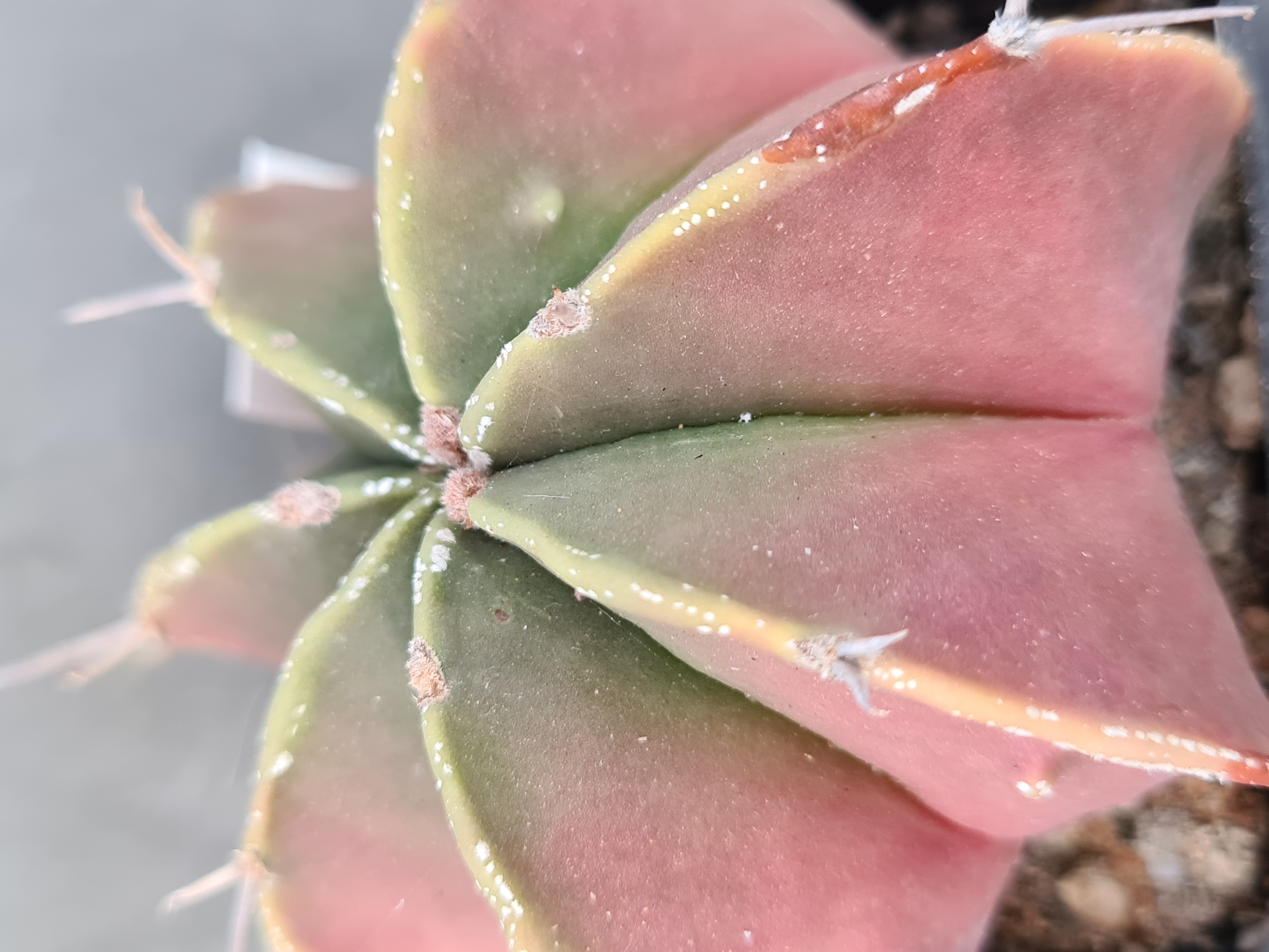 Astrophytum <br>myriostigma cv
