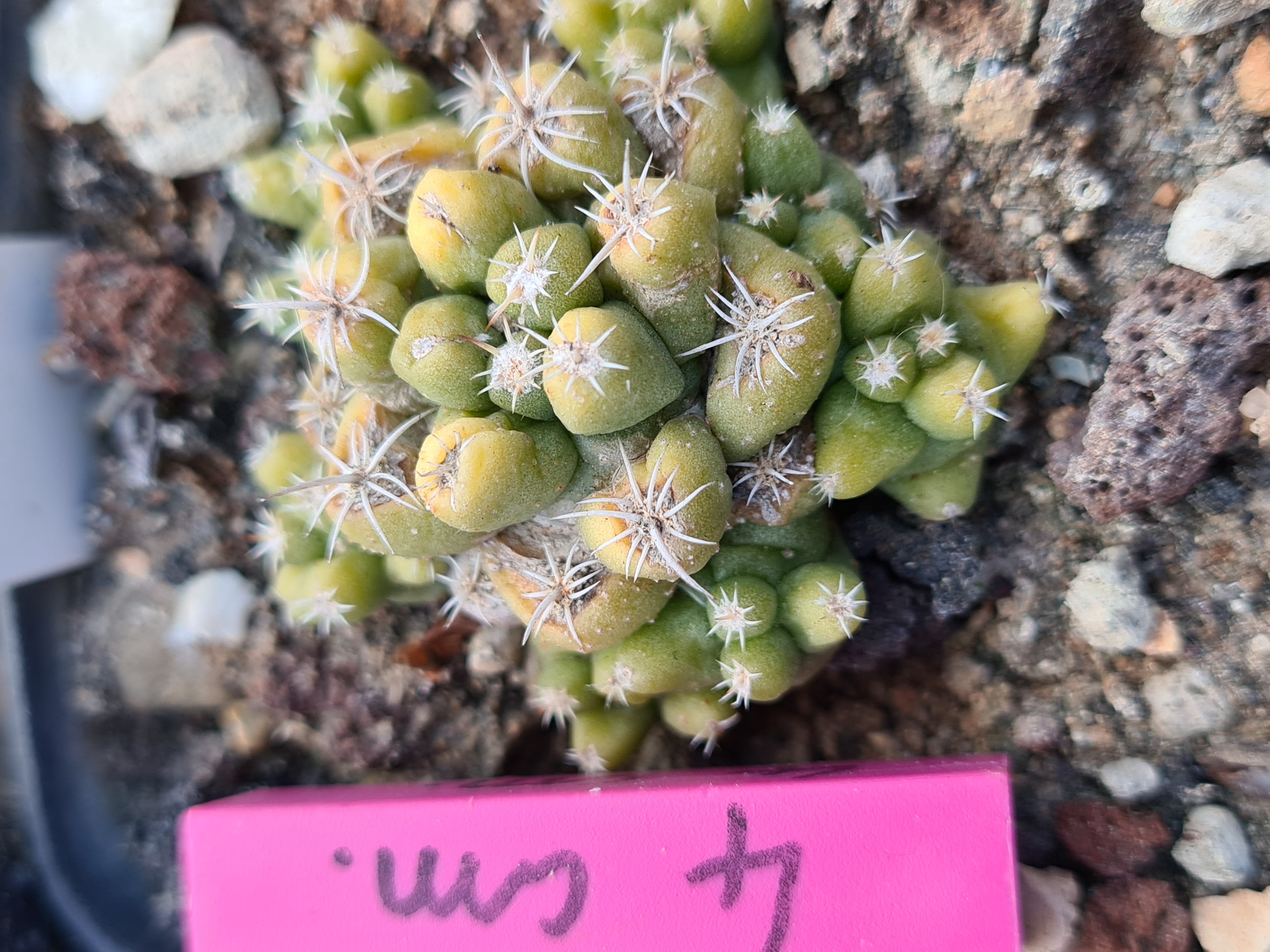 Coryphantha <br>runyoni inermis variegata