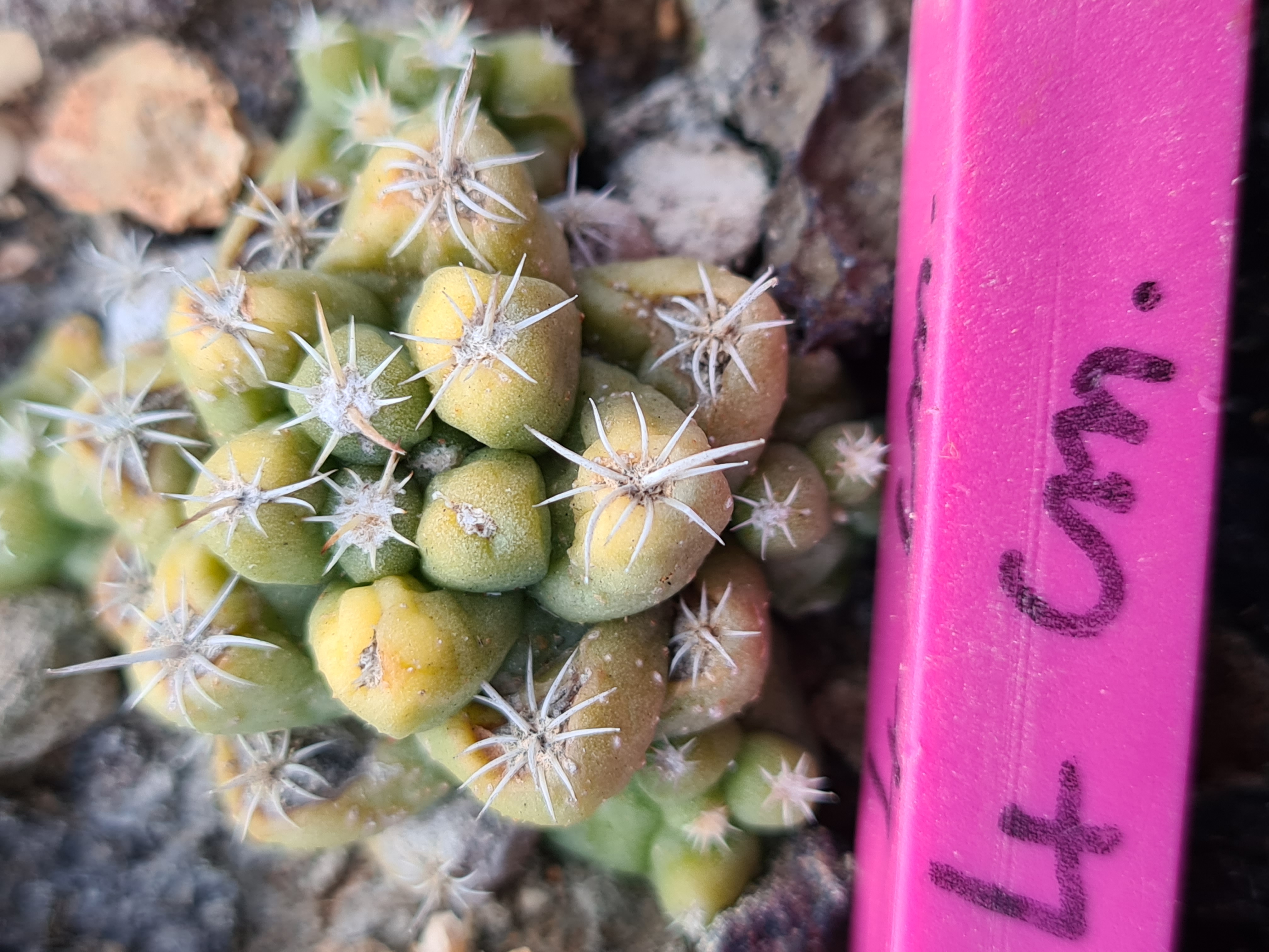 Coryphantha <br>runyoni inermis variegata