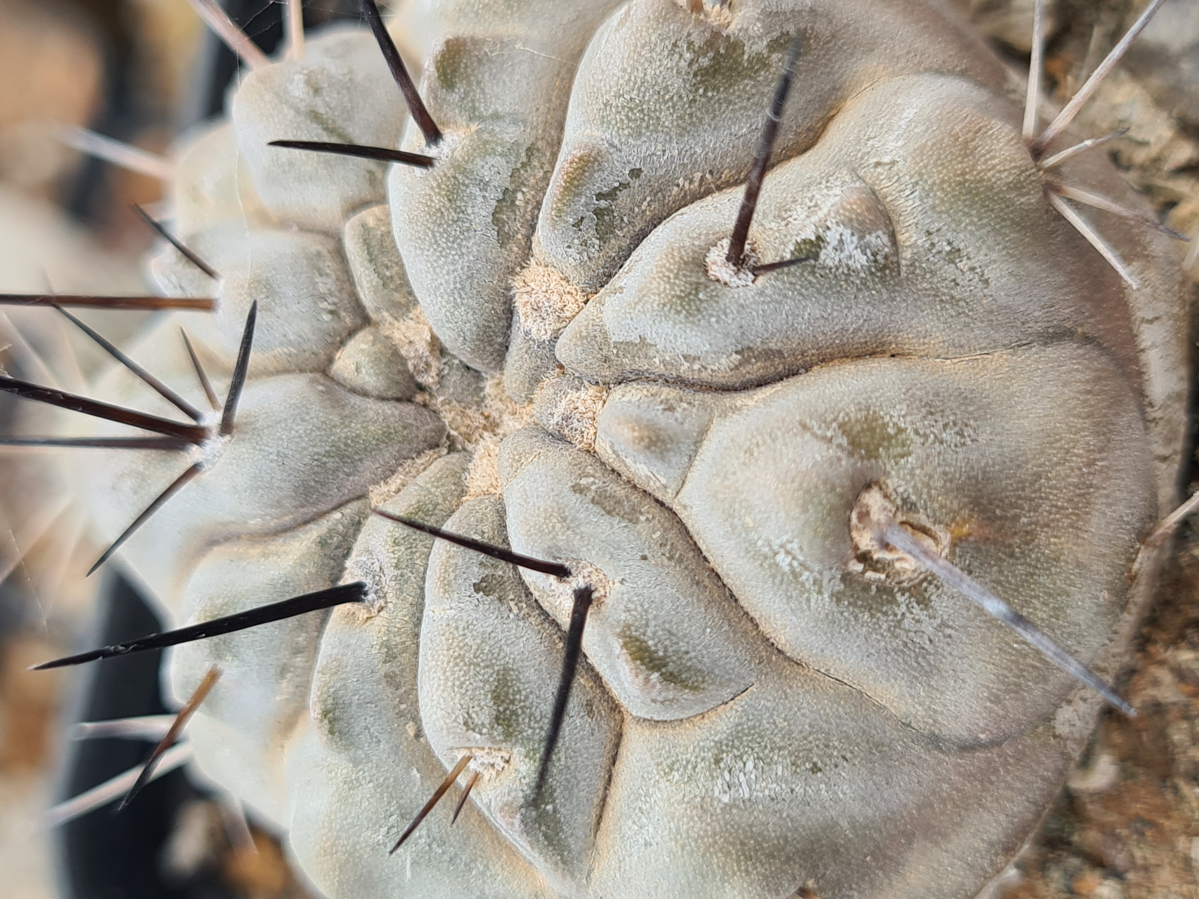 Copiapoa <br>cinerea