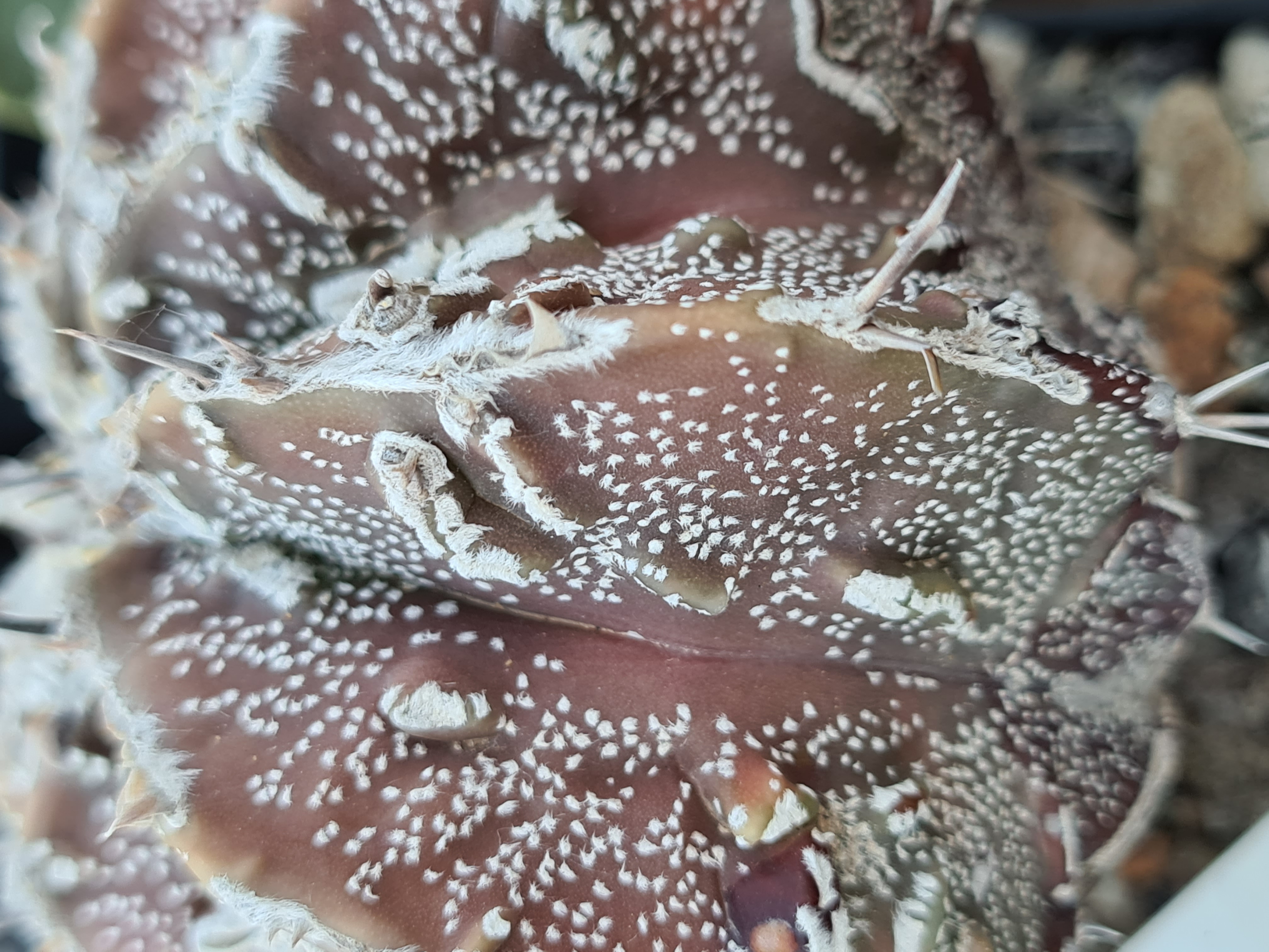 Astrophytum <br>hybrid fukuryu