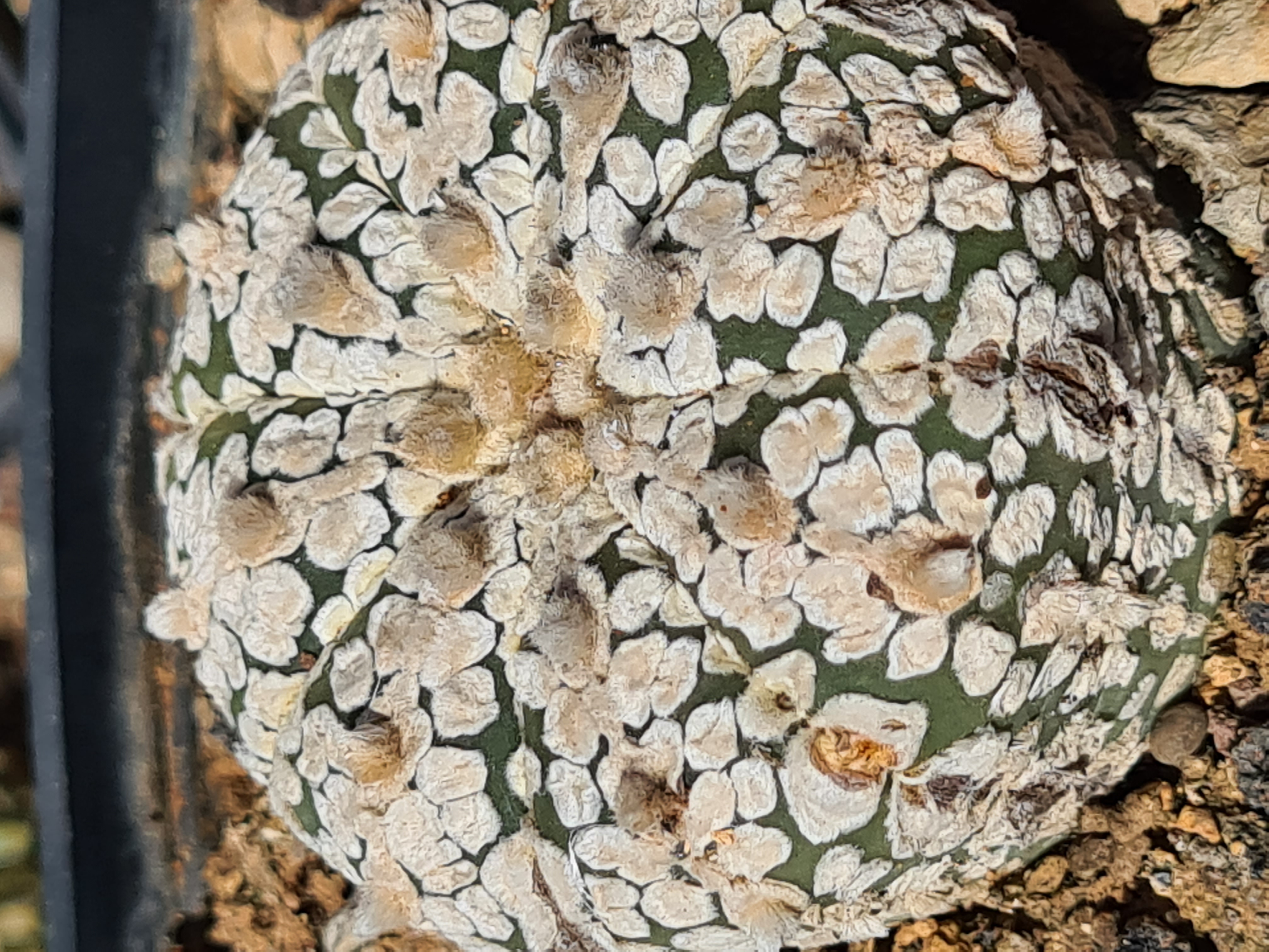 Astrophytum <br>kabuto