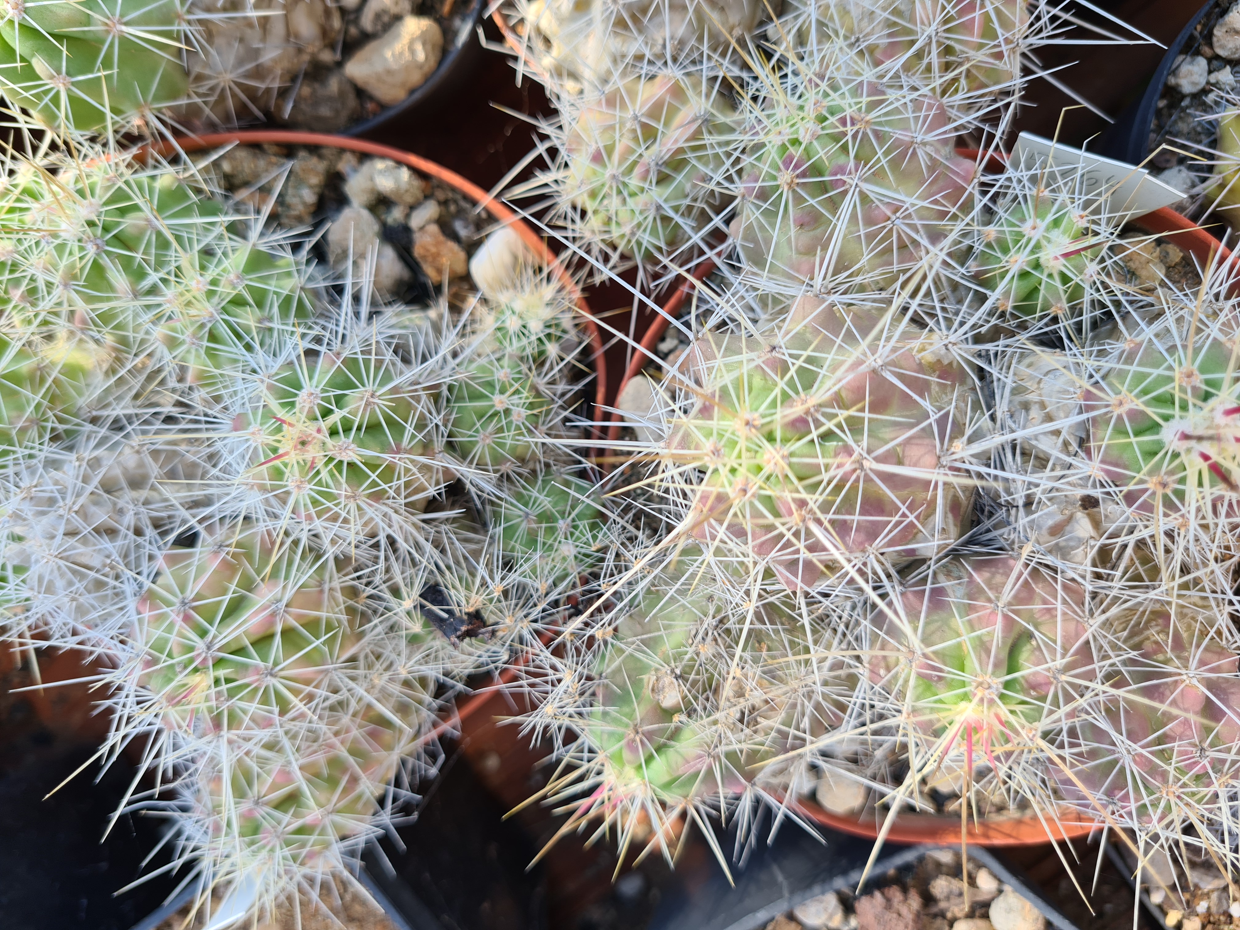 Echinocereus <br>enneacanthus brevispinus 