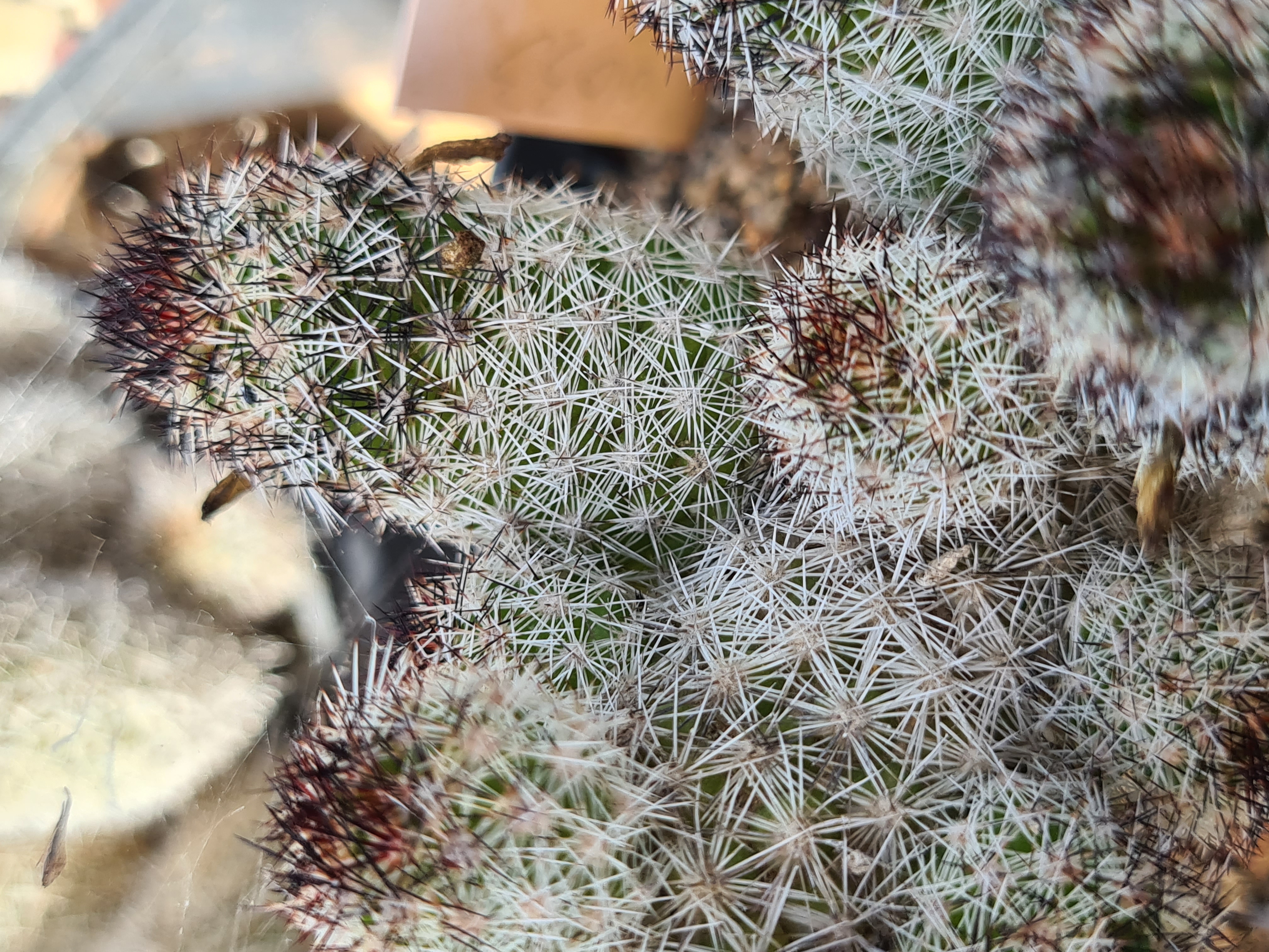 Mammillaria <br>sphacelata viperina