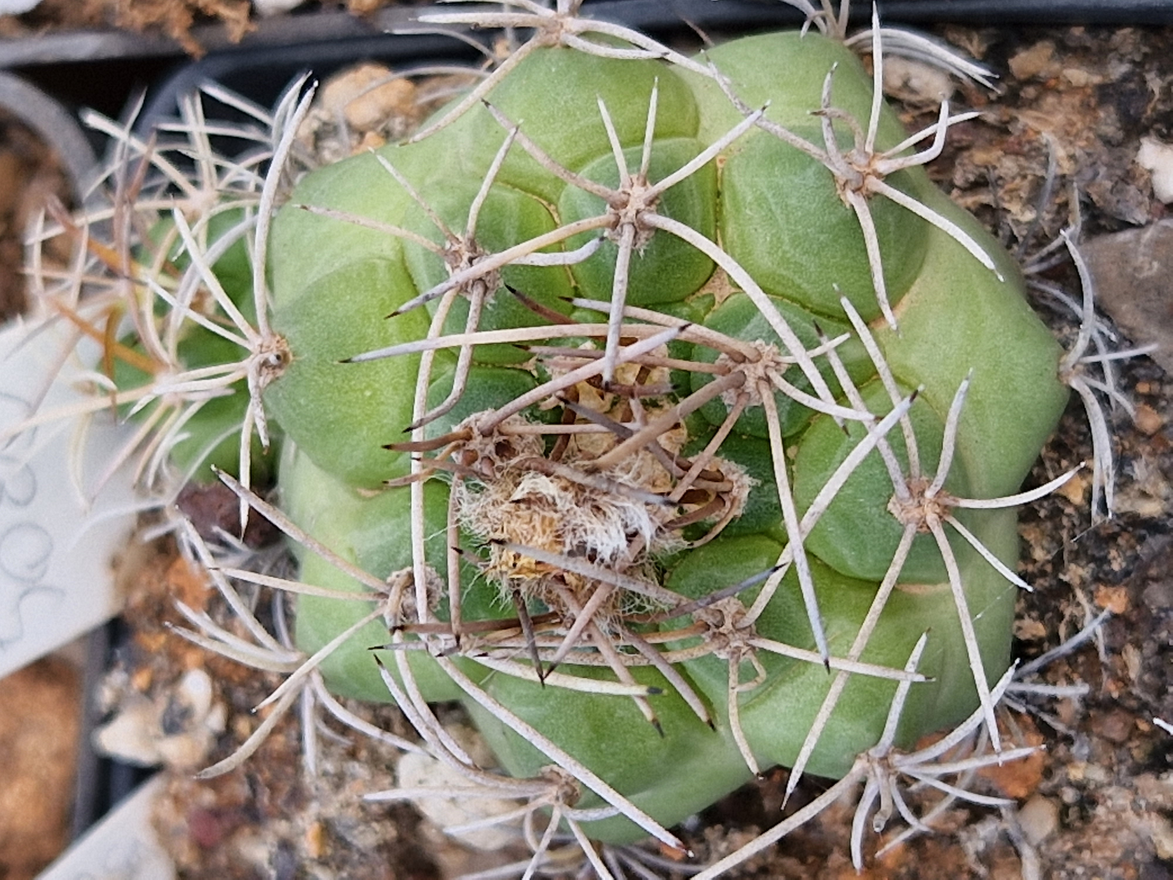 Matucana <br>sp 