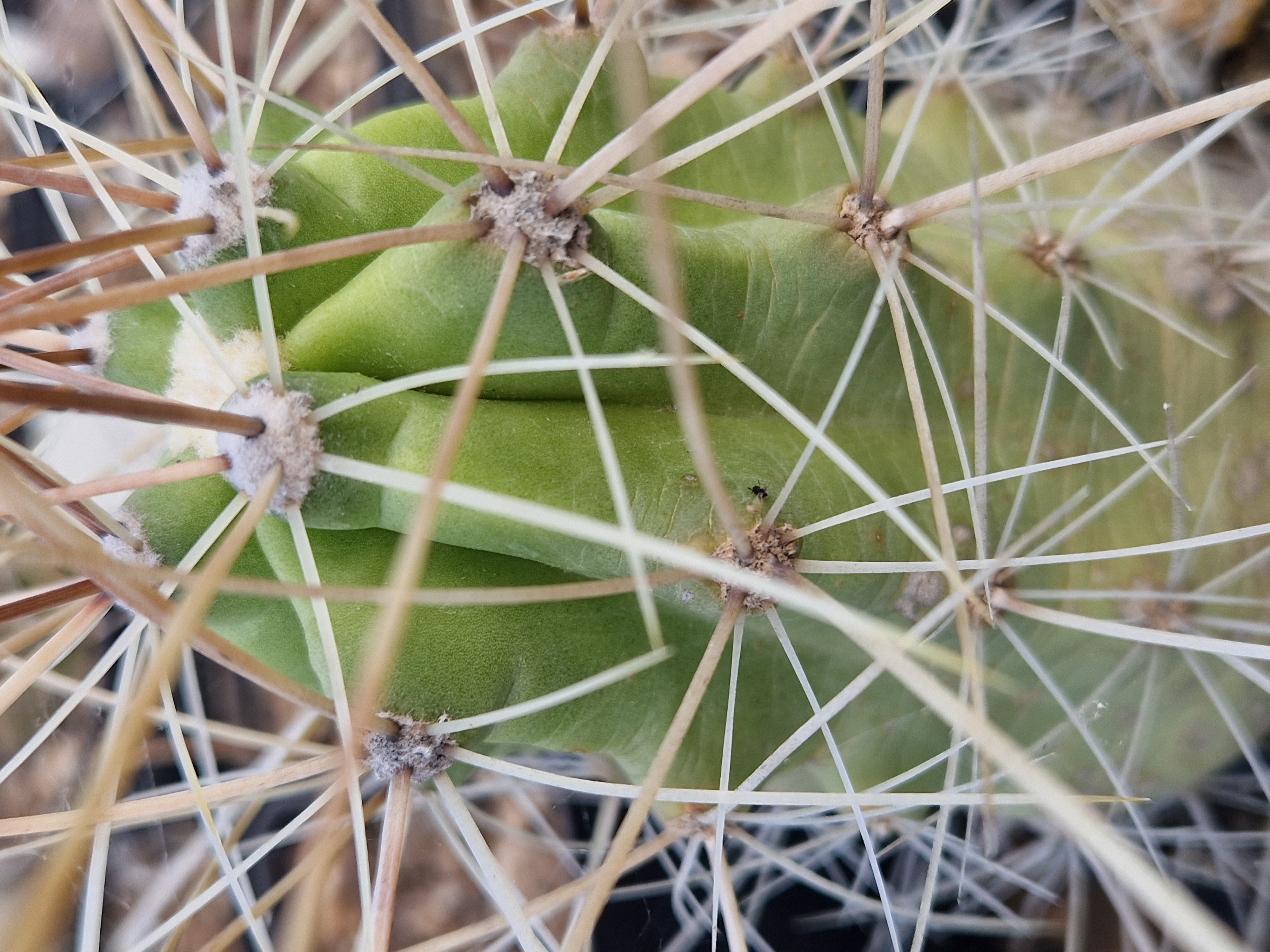 Echinocereus <br>enneacanthus 