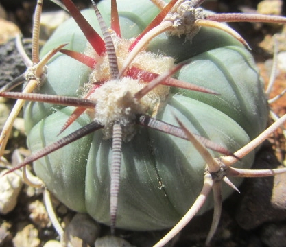 Echinocactus <br>horizonthalonius