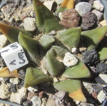 Ariocarpus <br>trigonus elongatus