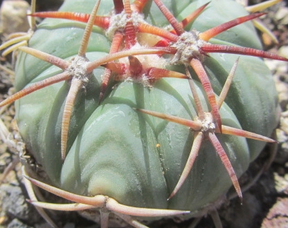 Echinocactus <br>horizonthalonius