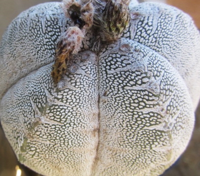 Astrophytum <br>onzuka 