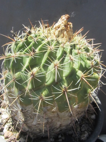 Ferocactus <br>hybrid feroc x stenoc