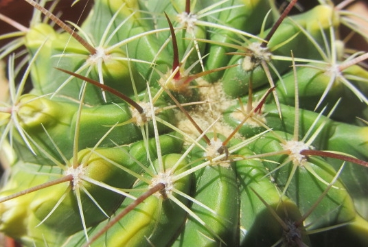 Ferocactus <br>hybrid feroc x stenoc