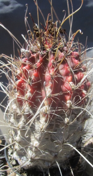 Ferocactus <br>sinuatus v papyracanthus
