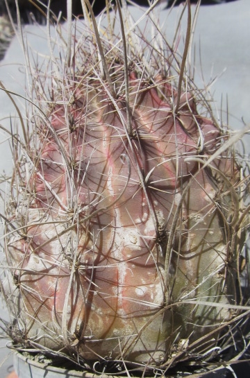 Ferocactus <br>sinuatus v papyracanthus