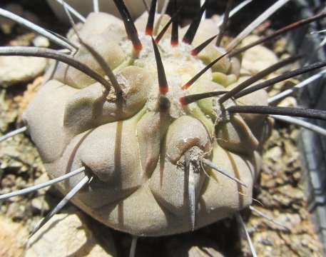 Copiapoa <br>dealbata