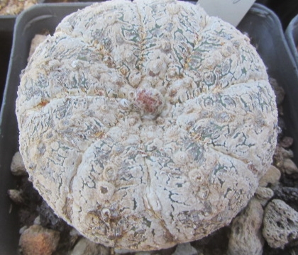 Astrophytum <br>super kabuto 