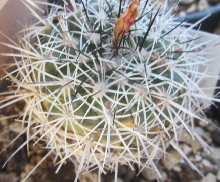 Turbinicarpus <br>horripilus